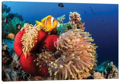An Anemone Fish Outside A Closed Anemone Canvas Art Print - Brook Peterson
