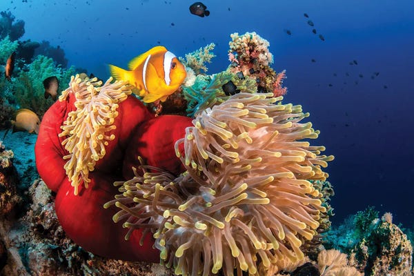 Coral: An Anemone Fish Outside A Closed Anemone by Brook Peterson