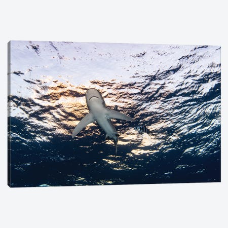 An Oceanic Whitetip Shark Soars Overhead Under The Setting Sun, Red Sea I Canvas Print #TRK3596} by Brook Peterson Canvas Artwork