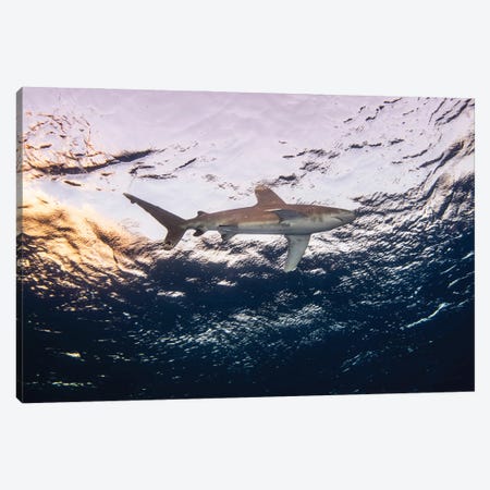 An Oceanic Whitetip Shark Soars Overhead Under The Setting Sun, Red Sea II Canvas Print #TRK3597} by Brook Peterson Canvas Art