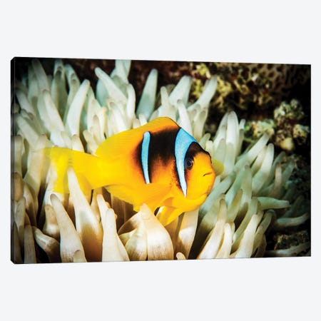 Anemone Fish In A White Anemone Canvas Print #TRK3602} by Brook Peterson Canvas Print