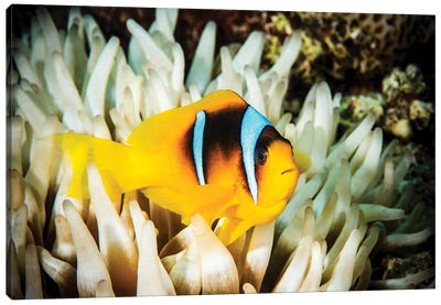 Anemone Fish In A White Anemone Canvas Art Print - Brook Peterson