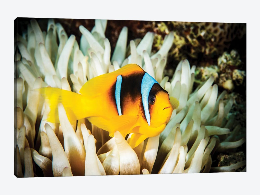 Anemone Fish In A White Anemone by Brook Peterson 1-piece Art Print