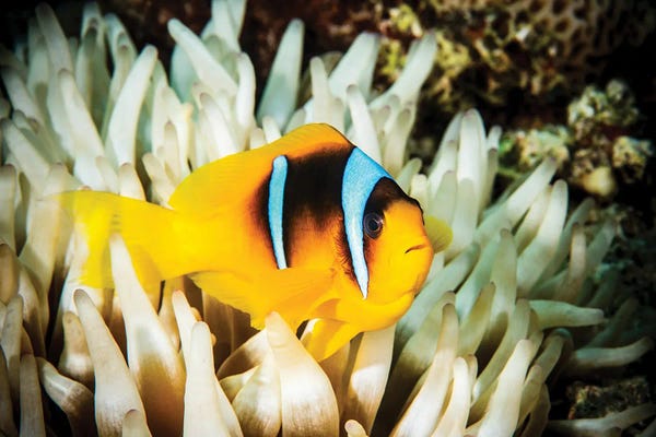 Coral: Anemone Fish In A White Anemone by Brook Peterson
