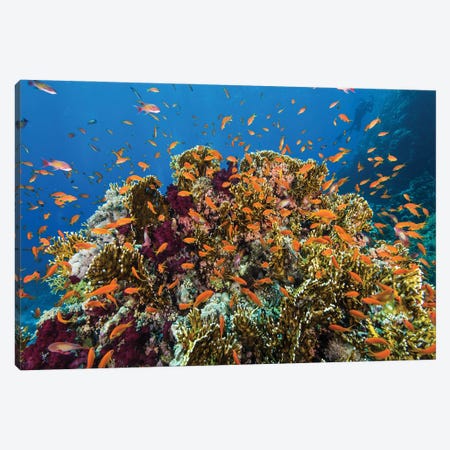 Anthias Fish Seem To Explode Out Of This Coral Bommie In The Red Sea Canvas Print #TRK3604} by Brook Peterson Canvas Art