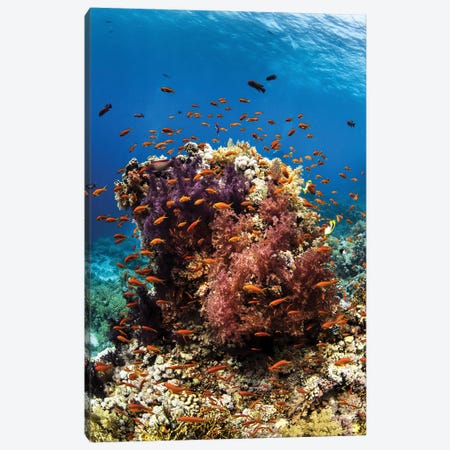 Anthias Fish Surround A Coral Bommie In The Red Sea Canvas Print #TRK3605} by Brook Peterson Canvas Artwork
