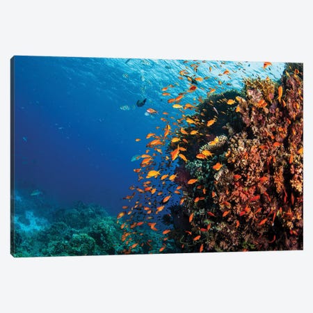 Anthias Fish Swarm Over A Coral Bommie In The Red Sea Canvas Print #TRK3606} by Brook Peterson Canvas Art