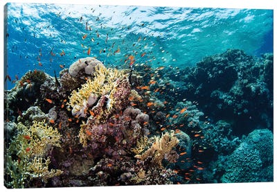 Anthias Swarm Around A Coral Reef In The Red Sea, Red Sea Canvas Art Print - Coral Art