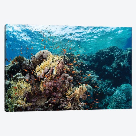 Anthias Swarm Around A Coral Reef In The Red Sea, Red Sea Canvas Print #TRK3607} by Brook Peterson Canvas Art