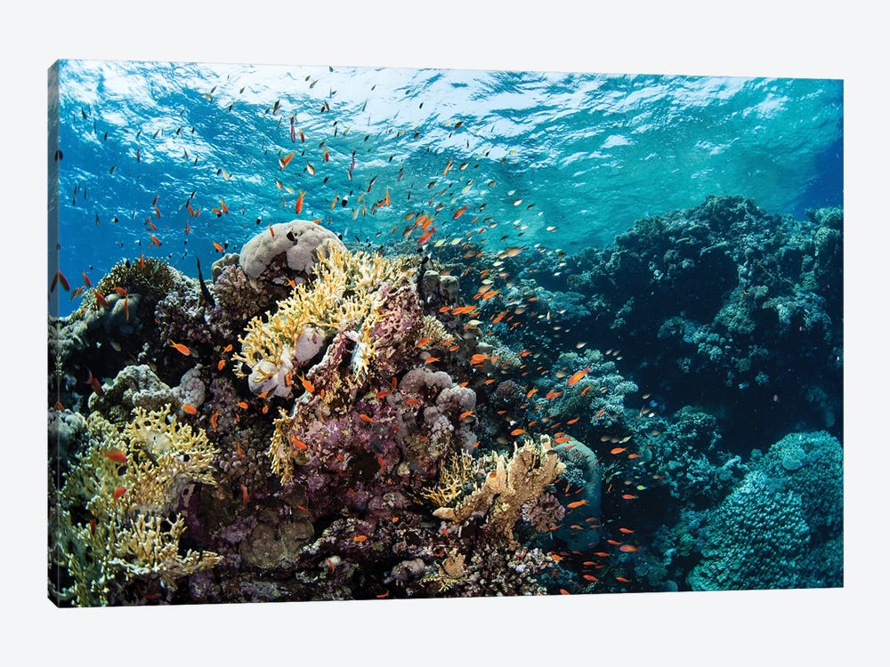 Anthias Swarm Around A Coral Reef In The Red Sea, Red Sea by Brook Peterson 1-piece Canvas Art