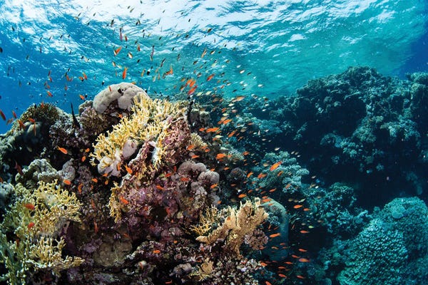 Coral: Anthias Swarm Around A Coral Reef In The Red Sea, Red Sea by Brook Peterson