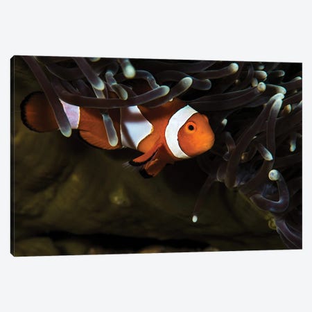 Clownfish Anemonefish, Anilao, Philippines Canvas Print #TRK3609} by Brook Peterson Art Print