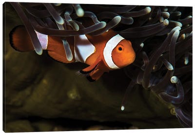 Clownfish Anemonefish, Anilao, Philippines Canvas Art Print