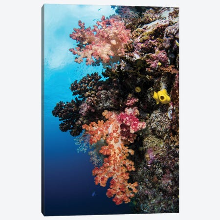 Colorful Soft Coral Hangs From A Wall In Kadavu Island, Fiji Canvas Print #TRK3611} by Brook Peterson Canvas Wall Art