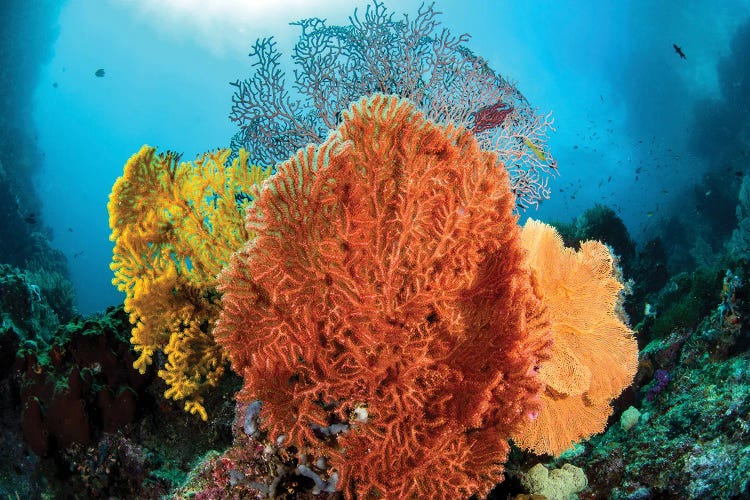 Different Colored Sea Fans Grow Together In Raja Ampat, Indonesia