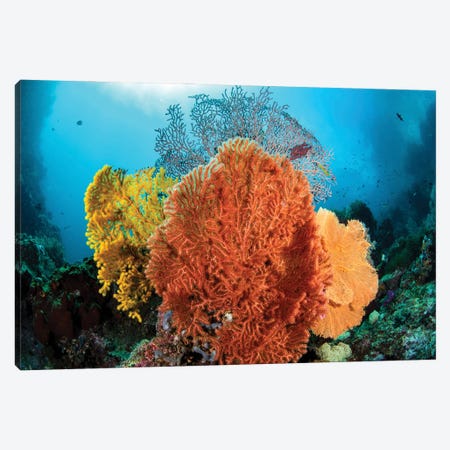 Different Colored Sea Fans Grow Together In Raja Ampat, Indonesia Canvas Print #TRK3613} by Brook Peterson Canvas Art