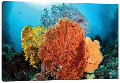Different Colored Sea Fans Grow Together In Raja Ampat, Indonesia Canvas Art Print - Brook Peterson
