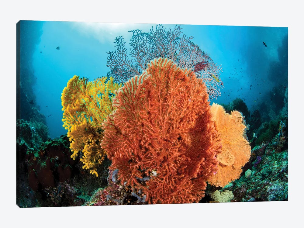 Different Colored Sea Fans Grow Together In Raja Ampat, Indonesia by Brook Peterson 1-piece Art Print
