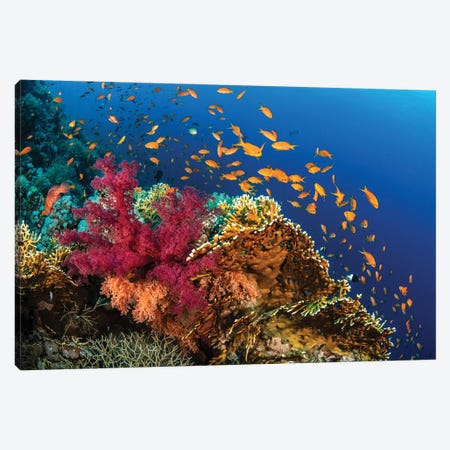 Hard And Soft Corals Cover A Reef Colonized By Anthias Fish Canvas Print #TRK3614} by Brook Peterson Art Print