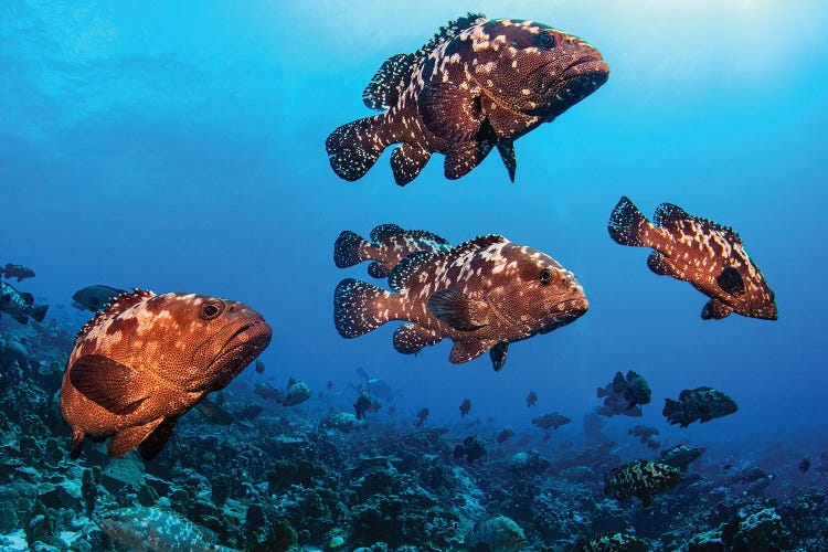 Marbeled Grouper Begin To Gather Together To Spawn, French Polynesia