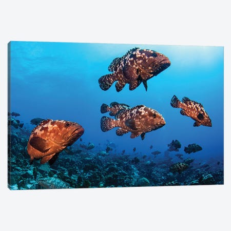Marbeled Grouper Begin To Gather Together To Spawn, French Polynesia Canvas Print #TRK3618} by Brook Peterson Canvas Wall Art