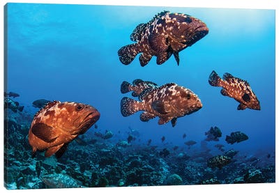 Marbeled Grouper Begin To Gather Together To Spawn, French Polynesia Canvas Art Print - Brook Peterson