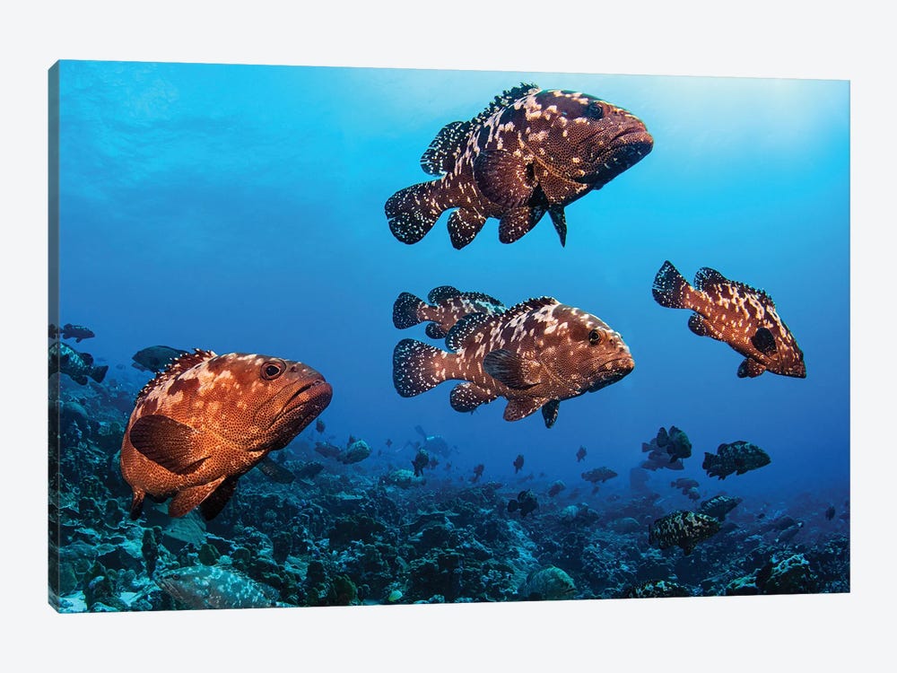 Marbeled Grouper Begin To Gather Together To Spawn, French Polynesia by Brook Peterson 1-piece Canvas Wall Art