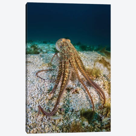Pacific Octopus Off The Coast Of California Canvas Print #TRK3620} by Brook Peterson Canvas Art Print
