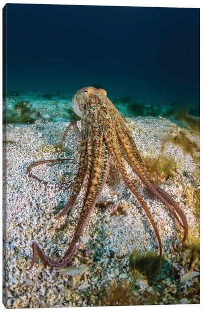 Pacific Octopus Off The Coast Of California Canvas Art Print - Brook Peterson