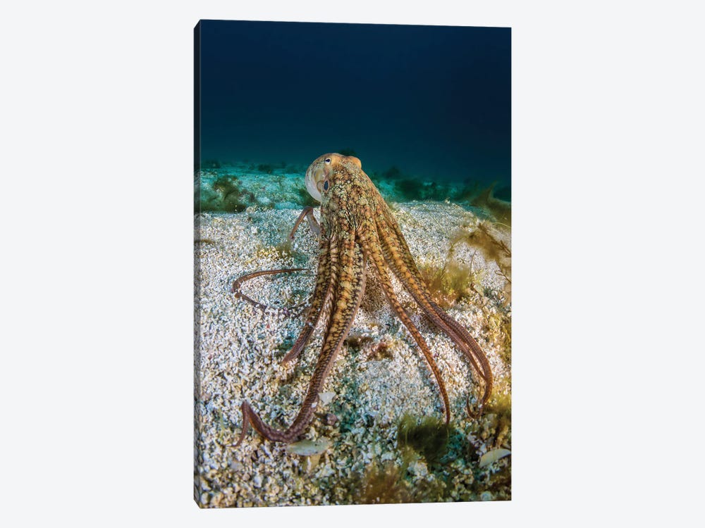 Pacific Octopus Off The Coast Of California by Brook Peterson 1-piece Canvas Print