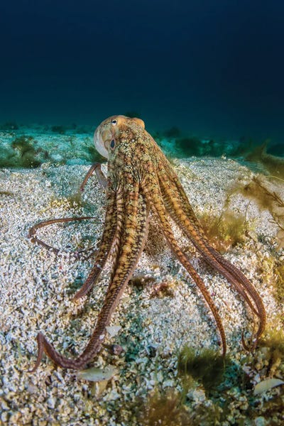 Underwater: Pacific Octopus Off The Coast Of California by Brook Peterson