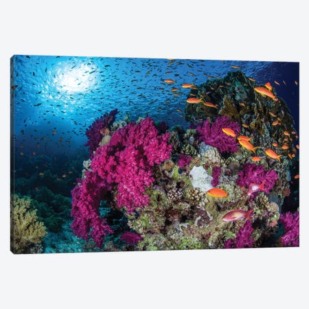 School Of Anthias Fish Swimming Over A Coral Bommie In The Red Sea Canvas Print #TRK3622} by Brook Peterson Canvas Print