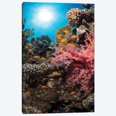 Schooling Anthias Fish Over A Coral Reef Under The Sun In The Red Sea, Egypt Canvas Print #TRK3623} by Brook Peterson Art Print