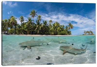 Sharks Swim Just Under The Surface In A Lagoon In French Polynesia Canvas Art Print - Underwater Art