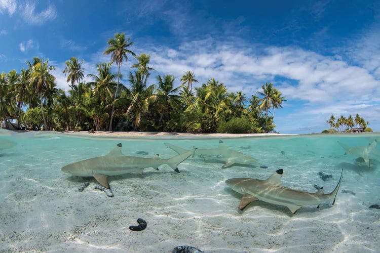 Sharks Swim Just Under The Surface In A Lagoon In French Polynesia