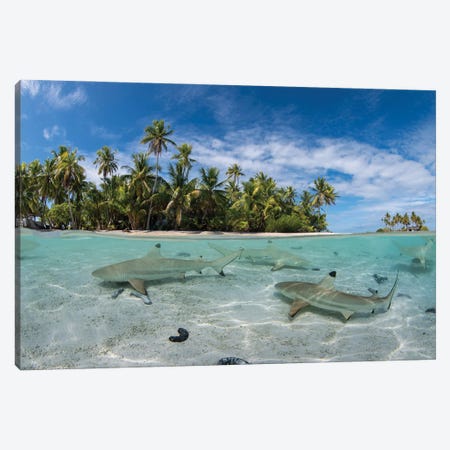 Sharks Swim Just Under The Surface In A Lagoon In French Polynesia Canvas Print #TRK3625} by Brook Peterson Canvas Art