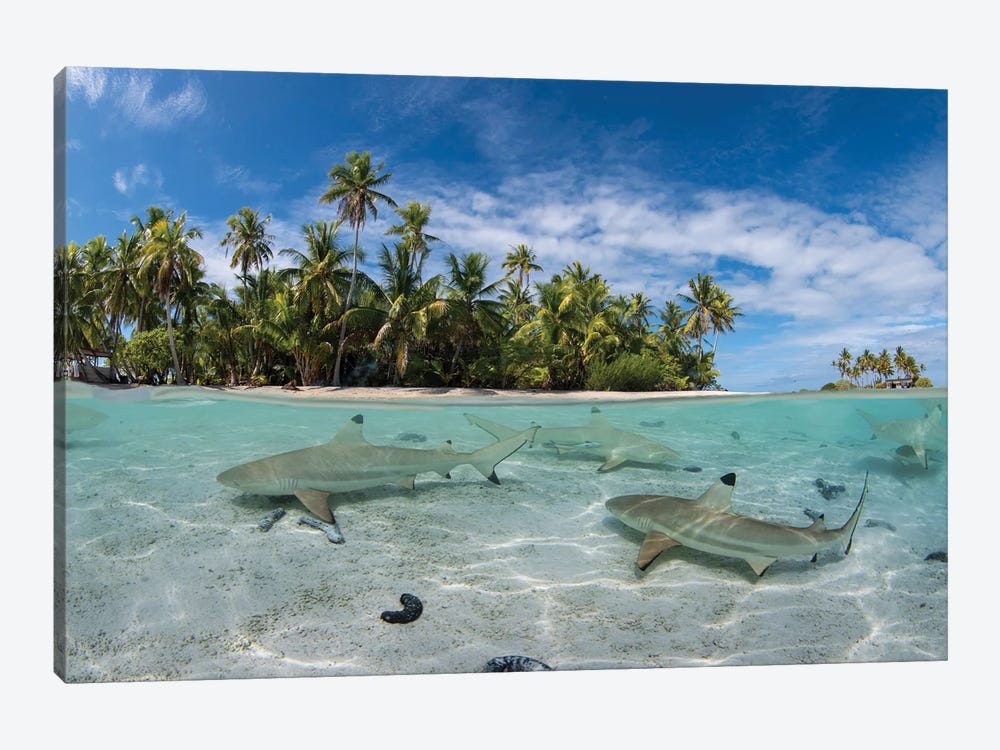 Sharks Swim Just Under The Surface In A Lagoon In French Polynesia by Brook Peterson 1-piece Canvas Artwork