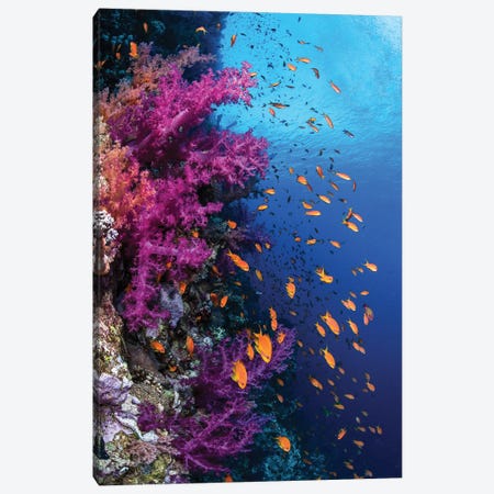 Soft Coral And Schooling Anthias On A Wall In The Red Sea Canvas Print #TRK3626} by Brook Peterson Canvas Art