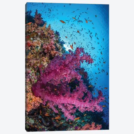 Soft Coral And Schooling Fish On A Wall In The Red Sea Canvas Print #TRK3627} by Brook Peterson Canvas Art