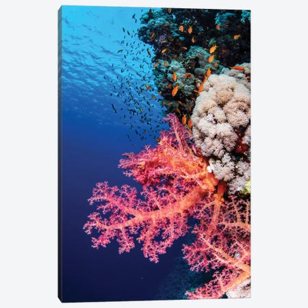 Typical Soft Coral Reef With Anthias Fish In The Red Sea Canvas Print #TRK3636} by Brook Peterson Canvas Art Print