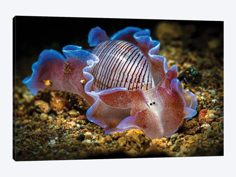 A Beautiful Bubble Shell Nudibranch, Anilao, Philippines by Bruce Shafer 1-piece Canvas Art