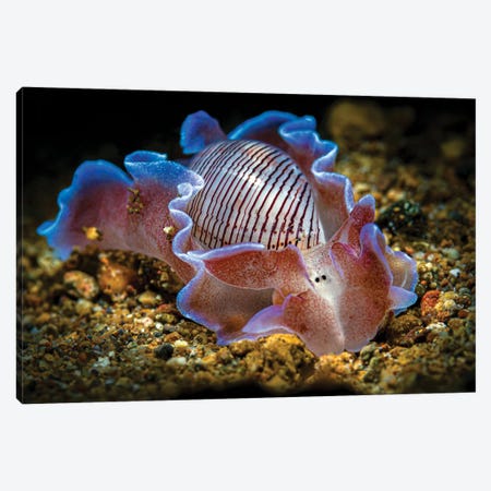 A Beautiful Bubble Shell Nudibranch, Anilao, Philippines Canvas Print #TRK3638} by Bruce Shafer Canvas Wall Art