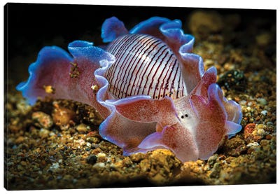 A Beautiful Bubble Shell Nudibranch, Anilao, Philippines Canvas Art Print - Bruce Shafer