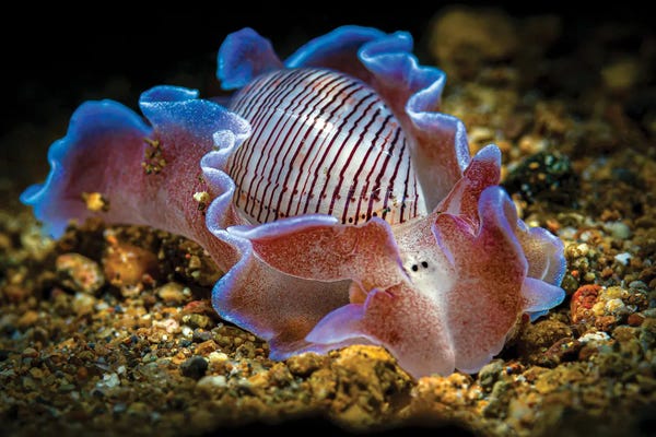 Philippines: A Beautiful Bubble Shell Nudibranch, Anilao, Philippines by Bruce Shafer