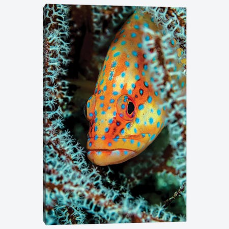 A Coral Grouper Peaking Through A Gorgonian, Maldives Canvas Print #TRK3639} by Bruce Shafer Canvas Art