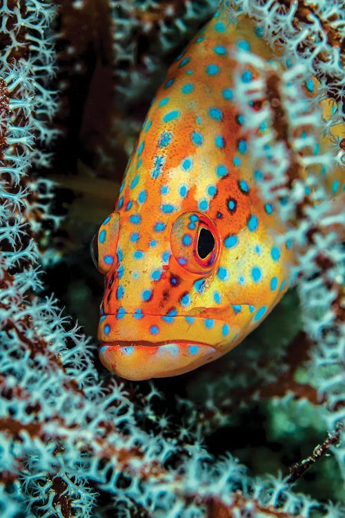 A Coral Grouper Peaking Through A Gorgonian, Maldives