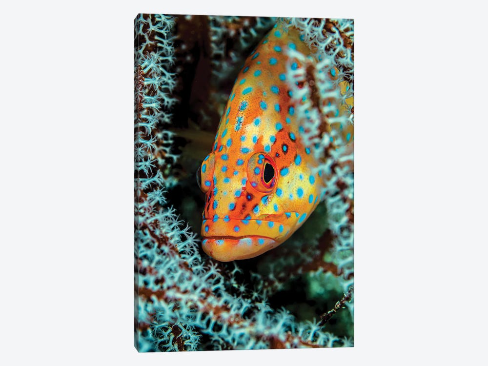 A Coral Grouper Peaking Through A Gorgonian, Maldives by Bruce Shafer 1-piece Canvas Art Print