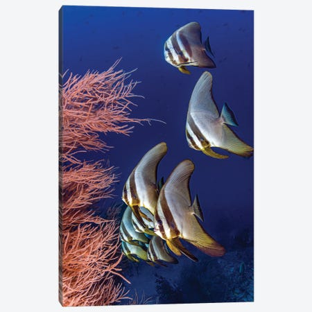 A Group Of Longfin Spadefish Swimming In The Maldives Canvas Print #TRK3641} by Bruce Shafer Canvas Print