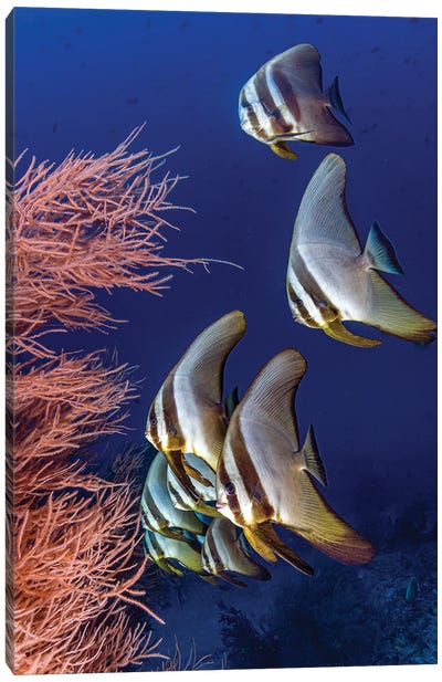 A Group Of Longfin Spadefish Swimming In The Maldives Canvas Art Print - Bruce Shafer