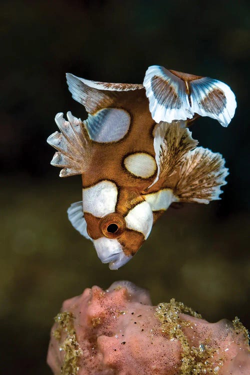 A Juvenile Many Spotted Sweetlip Fish, Indonesia